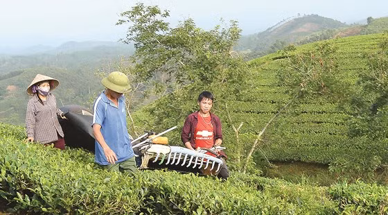  Nhiều công nhân nông trường đã sử dụng máy hái chè để tăng hiệu quả