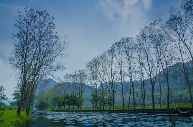  Hàng cây đang mùa thay lá, tạo nên vẻ đẹp vô cùng lãng mạn, bay bổng.