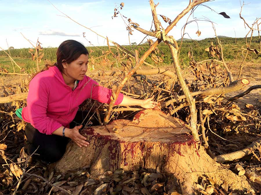  Chị Rơ Châm Gluch bên phần gốc cây gỗ hương bị cưa trộm. Ảnh: Lê Hòa