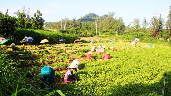 Người dân ở thung lũng Vĩnh Hội đang thu hoạch đậu phộng  Người dân ở thung lũng Vĩnh Hội đang thu hoạch đậu phộng