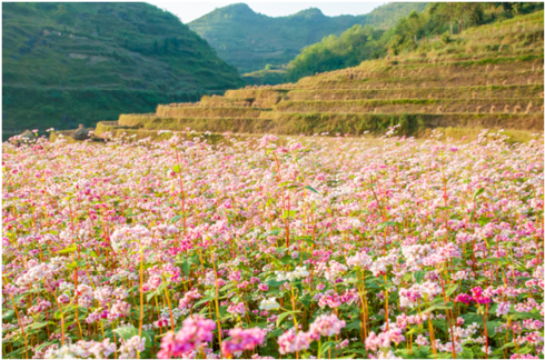 Cánh đồng hoa tam giác mạnh rực rỡ sắc màu dịp cuối năm.