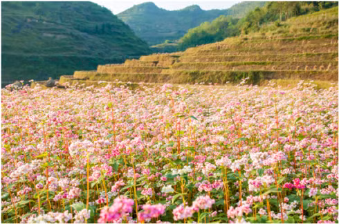 Cánh đồng hoa tam giác mạnh rực rỡ sắc màu dịp cuối năm.