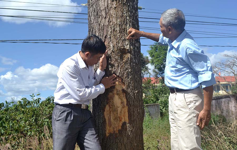  Đại diện Công ty cổ phần Chè Biển Hồ đang kiểm tra một gốc cây thông “bị thương”. Ảnh: L.H