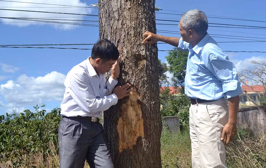  Đại diện Công ty cổ phần Chè Biển Hồ đang kiểm tra một gốc cây thông “bị thương”. Ảnh: L.H