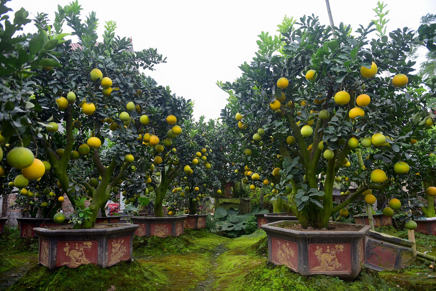 Tuy còn hơn một tháng nữa mới tết Nguyên đán nhưng nhiều người đã đến vượt đặt cây. Năm nay nhu cầu mua đứt nhiều hơn mọi năm, hàng năm người chơi thường thuê chơi Tết xong lại trả. Nhưng năm nay nhiều vị khách từ Thanh Hoá, Hà Tây... đã đến đặt cây chỉ chờ đến cận Têt là họ đến lấy đi. Tuy còn hơn một tháng nữa mới tết Nguyên đán nhưng nhiều người đã đến vượt đặt cây. Năm nay nhu cầu mua đứt nhiều hơn mọi năm, hàng năm người chơi thường thuê chơi Tết xong lại trả. Nhưng năm nay nhiều vị khách từ Thanh Hoá, Hà Tây... đã đến đặt cây chỉ chờ đến cận Têt là họ đến lấy đi.