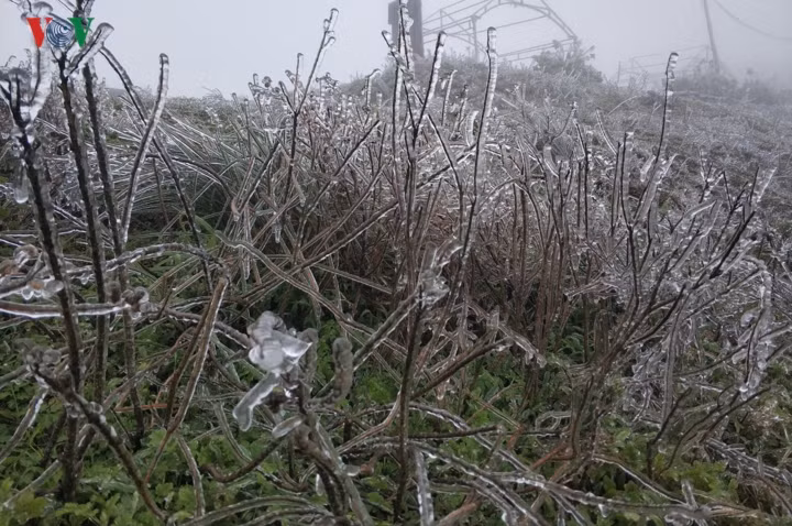 Nhiệt độ xuống dưới -1 độ C, băng giá xuất hiện đã tạo vẻ đẹp riêng có của thiên nhiên cảnh vật núi Mẫu Sơn.