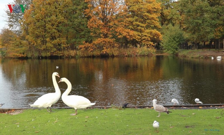 Chẳng phải vô cớ mà ở Hà Lan mùa thu được coi là khoảng thời gian đẹp nhất, khi các cánh rừng chuyển mình, tạo nên những mảng màu đẹp đến ma mị, truyền cảm hứng cho các nghệ sĩ cũng như du khách.