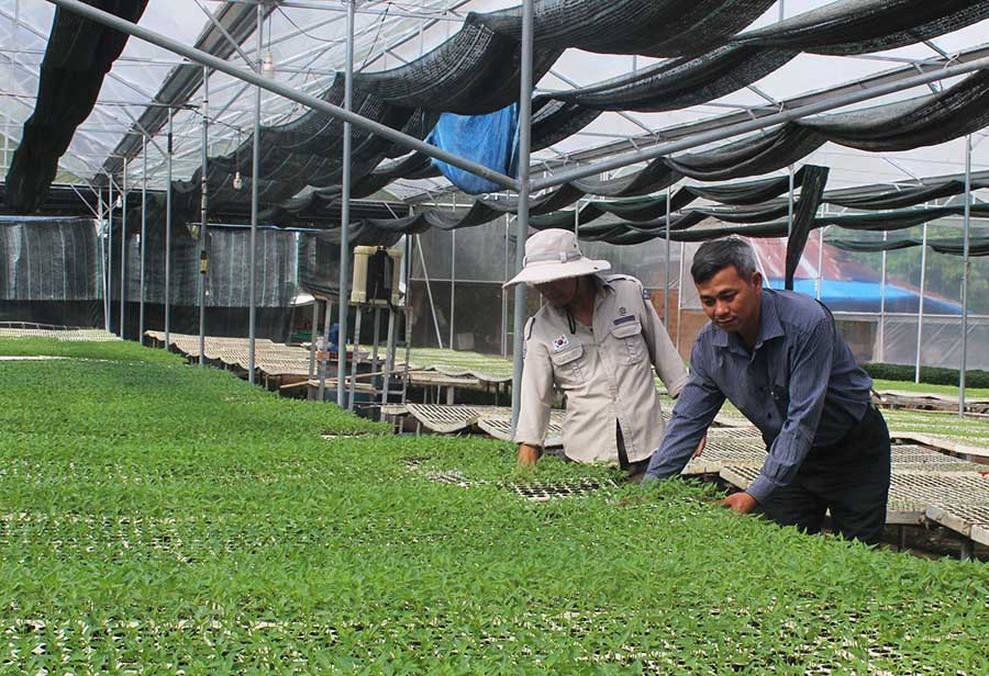 Các thành viên HTX Dịch vụ-Nông nghiệp An Bình (thị xã An khê) sản xuất rau giống an toàn. Ảnh V.T