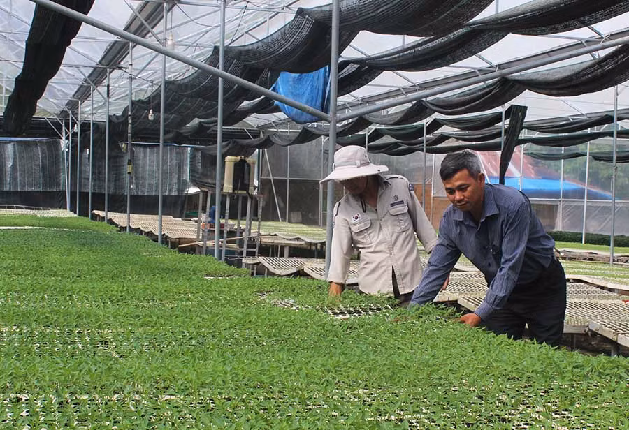 Các thành viên HTX Dịch vụ-Nông nghiệp An Bình (thị xã An khê) sản xuất rau giống an toàn. Ảnh V.T