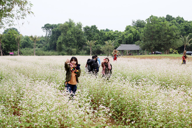 Hoa tam giác mạch từng chùm li ti, nhưng khi đồng loạt nở rộ nhuộm cả cánh đồng bạt ngàn sắc trắng xen lẫn với hồng tím, điệp, với màu lá xanh tạo nên bức tranh thơ mộng giữa lòng Hà Nội.
