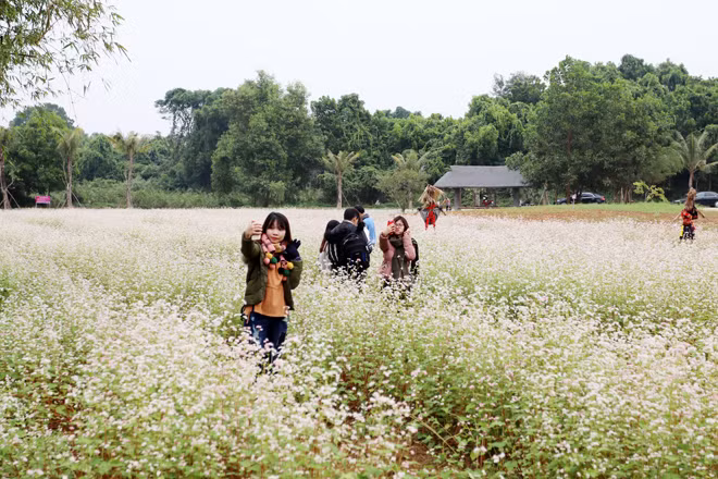 Hoa tam giác mạch từng chùm li ti, nhưng khi đồng loạt nở rộ nhuộm cả cánh đồng bạt ngàn sắc trắng xen lẫn với hồng tím, điệp, với màu lá xanh tạo nên bức tranh thơ mộng giữa lòng Hà Nội.
