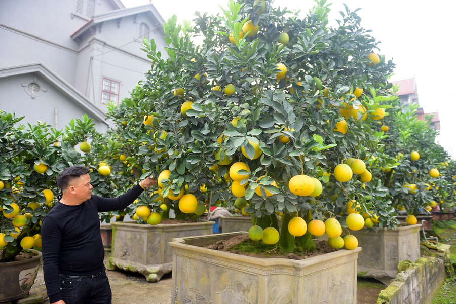 Do đặc điểm của cây bưởi cổ thụ to và nặng, nên mỗi khi bán cây được vận chuyển tới địa chỉ giao hàng bằng xe cẩu chuyên dụng. Do đặc điểm của cây bưởi cổ thụ to và nặng, nên mỗi khi bán cây được vận chuyển tới địa chỉ giao hàng bằng xe cẩu chuyên dụng.