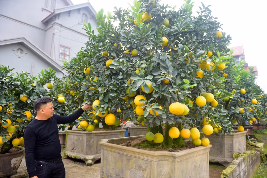Do đặc điểm của cây bưởi cổ thụ to và nặng, nên mỗi khi bán cây được vận chuyển tới địa chỉ giao hàng bằng xe cẩu chuyên dụng.