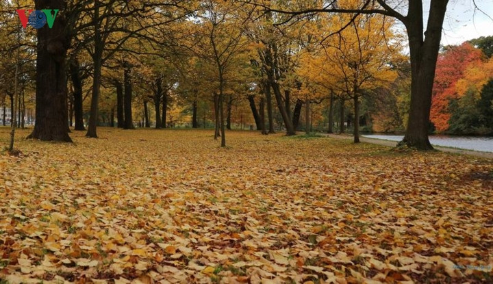  Mùa thu Hà Lan không đỏng đảnh mà toát lên một vẻ đẹp thuần khiết, thanh bình và đầy quyến rũ