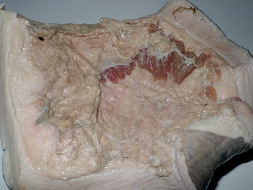 Phần còn lại của con bò biển nặng 100 kg bị sát hại ở Phú Quốc. Phần còn lại của con bò biển nặng 100 kg bị sát hại ở Phú Quốc