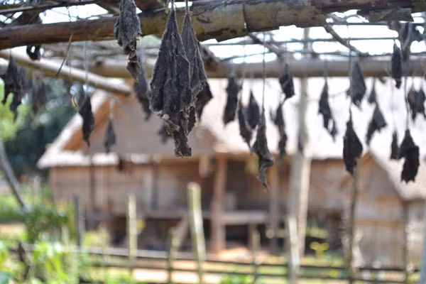 Giàn bí của một gia đình chết khô vì không người chăm sóc.