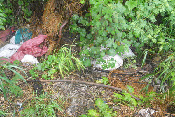 Các bao vịt chết trôi dạt dồn về phía suối Ia Rbol. Ảnh: Hồng Sơn Các bao vịt chết trôi dạt dồn về phía suối Ia Rbol. Ảnh: Hồng Sơn