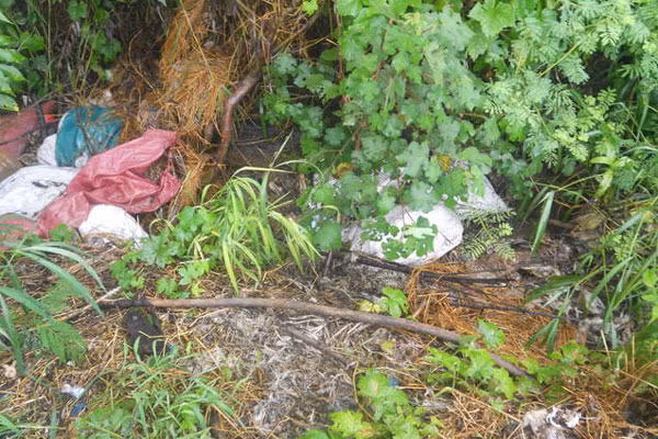 Các bao vịt chết trôi dạt dồn về phía suối Ia Rbol. Ảnh: Hồng Sơn