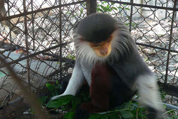 Lần đầu tiên cá thể Voọc Chà Vá chân nâu xuất hiện tại Quảng Trị. Ảnh: Bùi Oanh