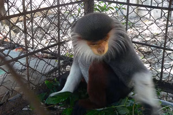 Lần đầu tiên cá thể Voọc Chà Vá chân nâu xuất hiện tại Quảng Trị. Ảnh: Bùi Oanh