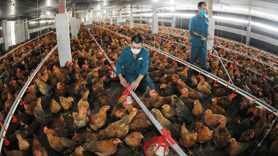 Nuôi gà cung ứng thịt, con giống cho TPHCM và các tỉnh. Ảnh: CAO THĂNG Nuôi gà cung ứng thịt, con giống cho TPHCM và các tỉnh. Ảnh: CAO THĂNG
