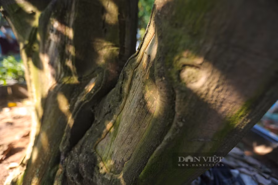 Hiện nay, một nửa số chanh bonsai trong vườn của anh đã có khách đặt mua về chơi Tết.