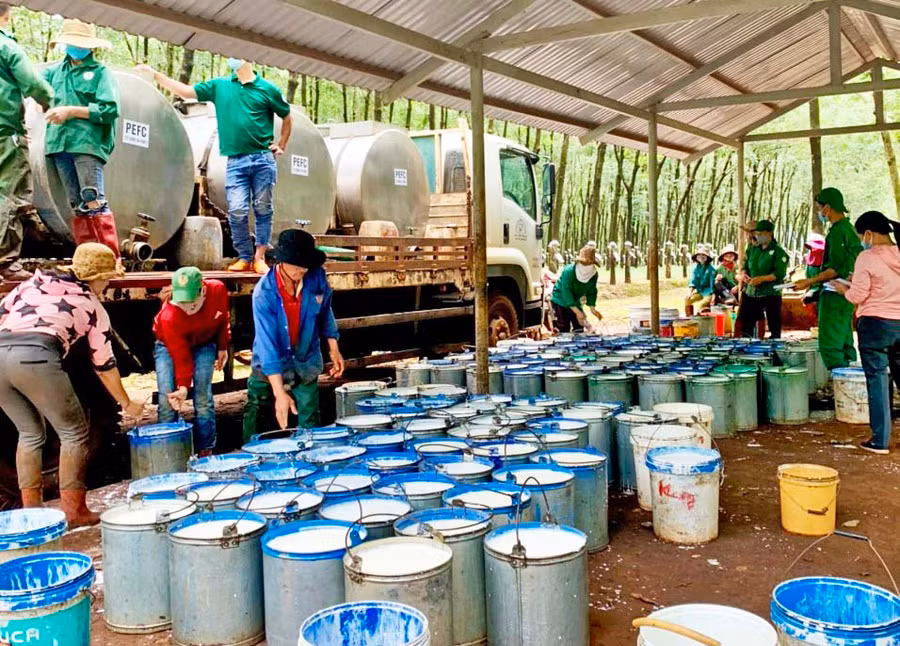 Tập kết thu hoạch mủ cao su tại Công ty TNHH MTV Cao su Chư Prông. Ảnh: