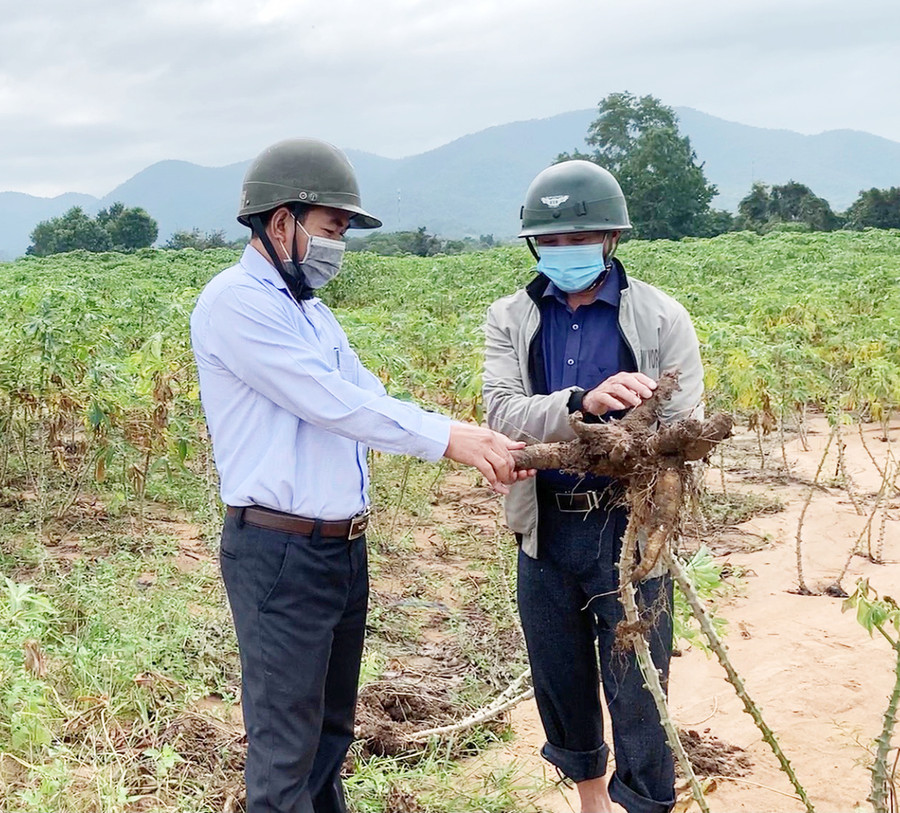  Cán bộ xã Ia Rsai kiểm tra diện tích mì bị thối củ của gia đình ông Nguyên Văn Mịch (thôn Quỳnh Phụ). Ảnh: Vũ Chi