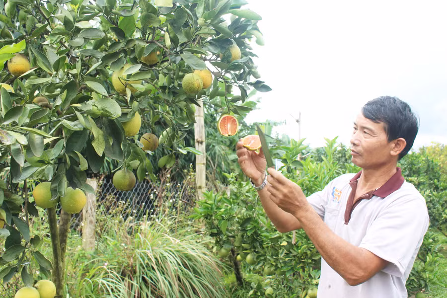 Cựu chiến binh Nguyễn Duy Đô (xã Kon Gang, huyện Đak Đoa) đã vận động 12 hội viên thành lập Tổ hợp tác sản xuất và tiêu thụ cây có múi. Ảnh: Phương Dung