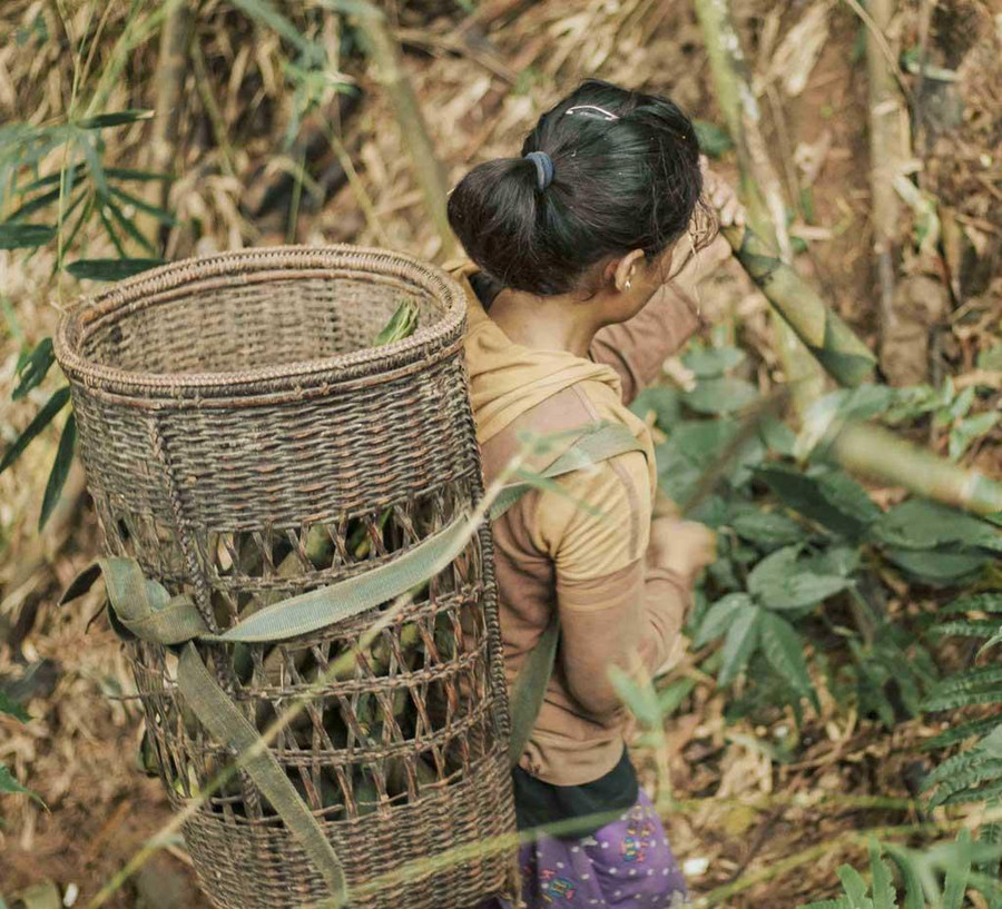 Lặn lội vào rừng tìm măng. Ảnh: Bá Cường