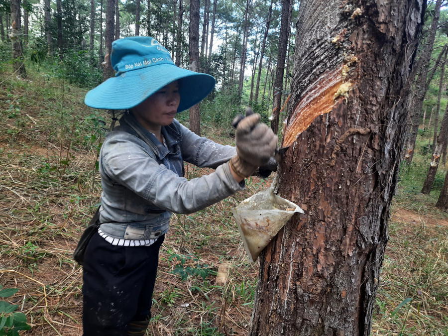 Nghề cạo nhựa thông đầy vất vả, tuy nhiên chị Liễu vẫn cố gắng. Ảnh: Kỳ Phú