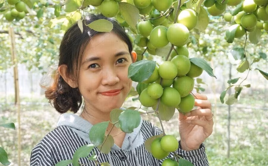 Vốn dĩ Farm của Trang trồng chủ yếu táo và nho để thu hoạch quả, trong mùa dịch, 