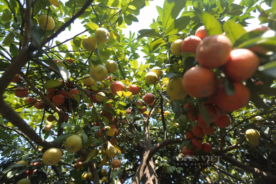  Ngoài ra để tăng màu sắc và giá trị cho chanh bonsai, chủ vườn còn ghép thêm chanh đào hoặc bưởi với ý nghĩa tượng trưng cho sự no đủ, đầm ấm.
