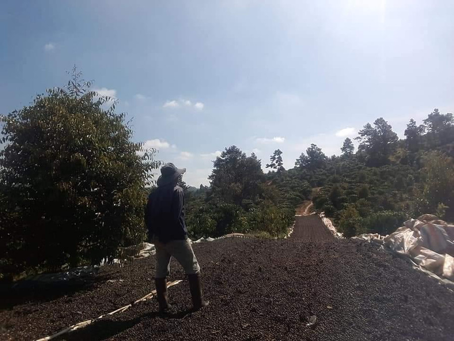 Giá vật tư phân bón tăng phi mã khiến lợi nhuận của người trồng cà phê không cao. Ảnh: Quang Thuần