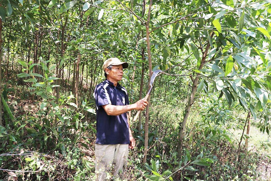 Nhiều người dân làng Pốt (xã Song An, thị xã An Khê) tích cực tham gia trồng và phát triển kinh tế rừng. Ảnh: N.M