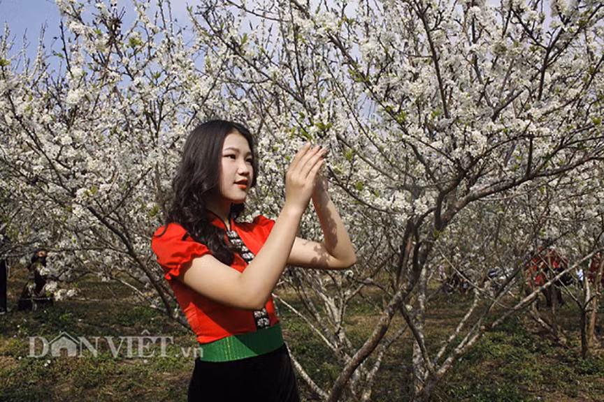 Du lịch ở đâu Tết Dương lịch: Các bạn trẻ có thể thỏa thích sáng tạo sống ảo tại rừng hoa mận Mộc Châu