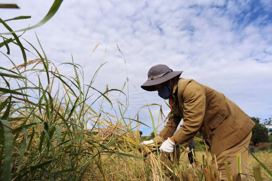 Những nông dân tại xã Nam Yang đã phải gác lại công việc bận rộng vào ngày mùa để gặt lúa giúp người dân bị F0, F1