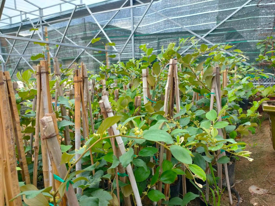  Nhờ bán cây giống táo nở hoa bắt trend theo phim Cây táo nở hoa mà vợ chồng trẻ tăng được doanh thu ngay trong mùa dịch