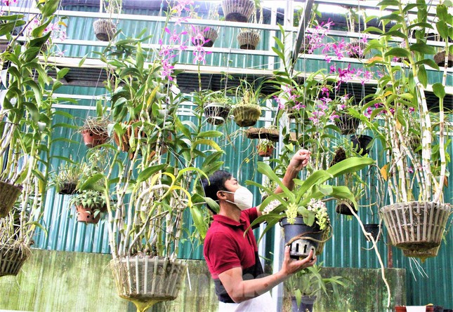 Anh Nguyễn Văn Long chăm sóc vườn hoa lan Anh Nguyễn Văn Long chăm sóc vườn hoa lan