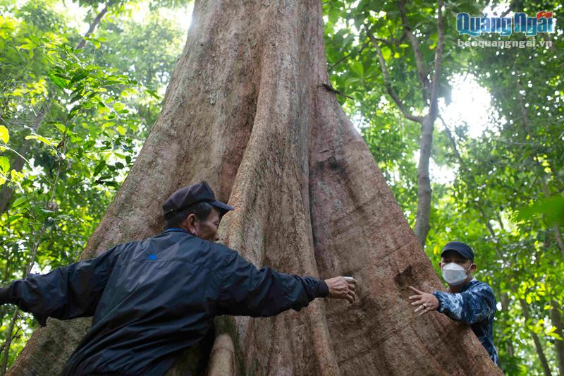 Gốc cây cổ thụ bên trong rừng tự nhiên An Tráng. Ảnh: T.Hậu Gốc cây cổ thụ bên trong rừng tự nhiên An Tráng. Ảnh: T.Hậu