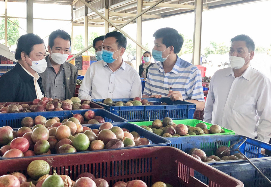 Bộ trưởng Bộ Nông nghiệp và PTNT Lê Minh Hoan (bìa trái) tham quan nhà máy chế biến của Công ty TNHH một thành viên Xuất nhập khẩu rau quả DOVECO Gia Lai. Ảnh: Lê Nam Bộ trưởng Bộ Nông nghiệp và PTNT (bìa trái) kiểm tra chanh leo tại nhà máy chế biến của Công ty TNHH một thành viên Xuất nhập khẩu rau quả DOVECO Gia Lai. Ảnh: Lê Nam