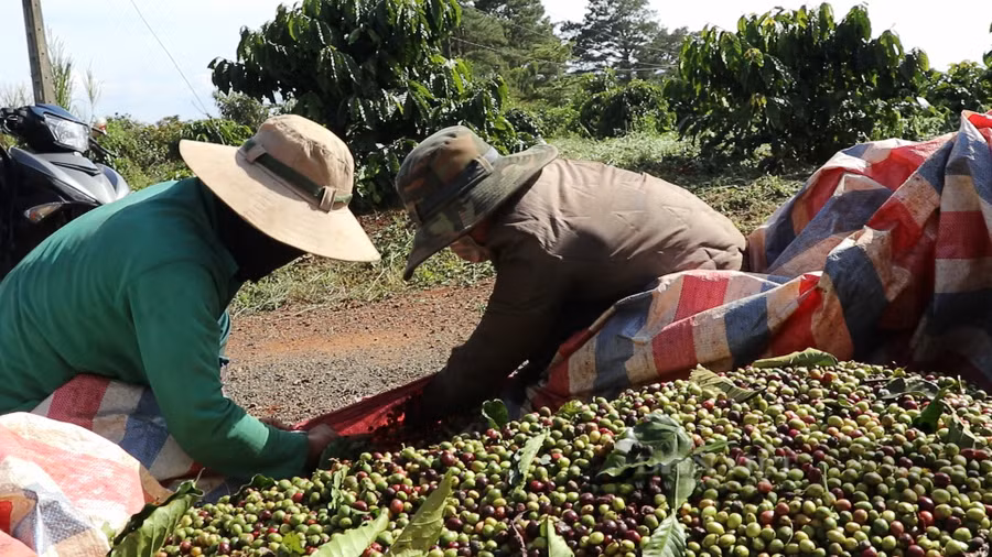  Tình trạng thiếu nhân công cũng khiến người trồng cà phê phải đổi cà phê tươi lấy cà phê nhân cho các đại lý có lò sấy. Ảnh: Văn Long.