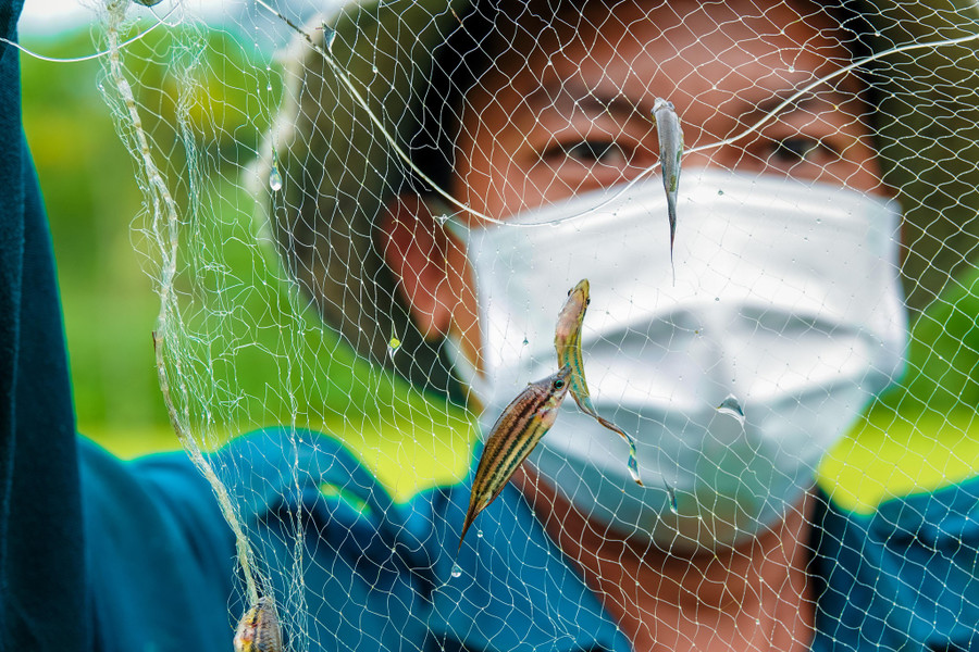Cá bã trầu thu hoạch trong ao nuôi ốc của anh Khương được nhiều nhà hàng, quán ăn đặt mua. Ảnh: Duy Tân