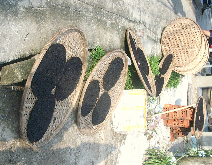 Phơi rong biển tươi.