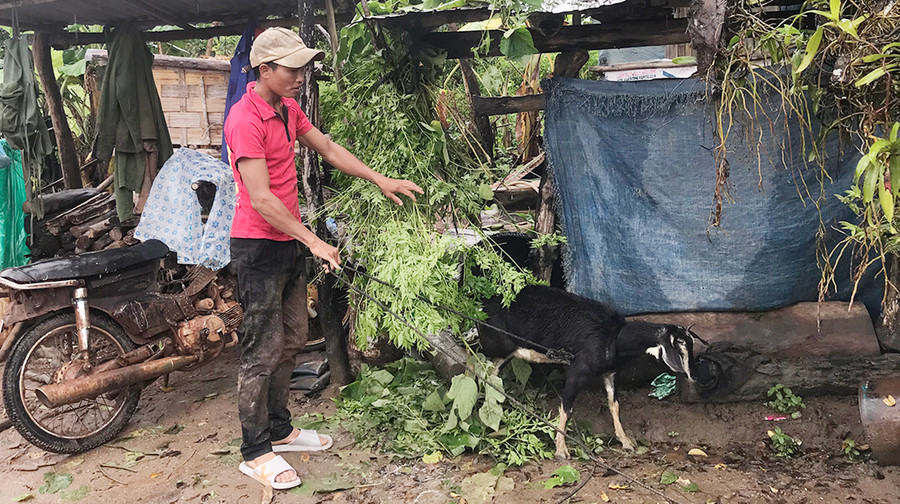  Anh Đinh Chinh (thôn 1) chăm sóc con dê được Nhà nước hỗ trợ với hy vọng sẽ sớm thoát nghèo. Ảnh: Lê Văn Ngọc