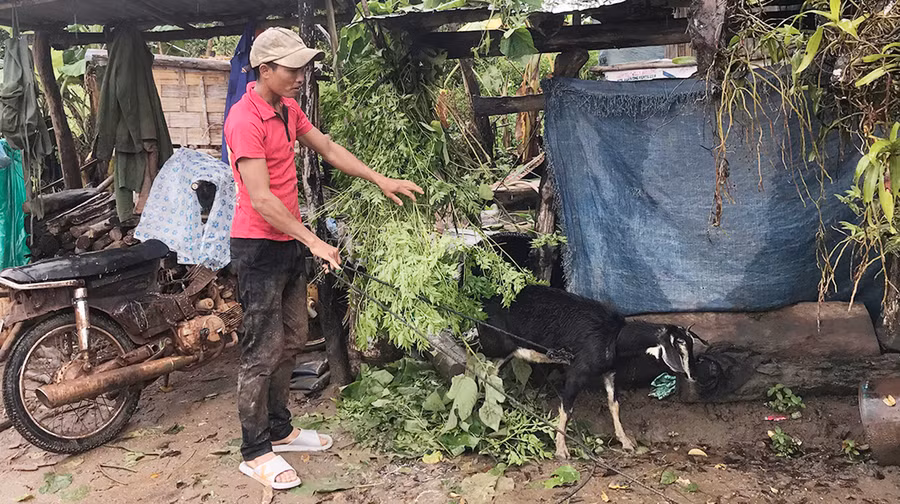  Anh Đinh Chinh (thôn 1) chăm sóc con dê được Nhà nước hỗ trợ với hy vọng sẽ sớm thoát nghèo. Ảnh: Lê Văn Ngọc