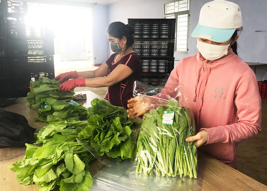 Sản xuất theo tiêu chuẩn VietGAP là giải pháp được các doanh nghiệp triển khai hiện nay. Ảnh: Nguyễn Hồng Sản xuất theo tiêu chuẩn VietGAP là giải pháp được các doanh nghiệp triển khai hiện nay. Ảnh: Nguyễn Hồng