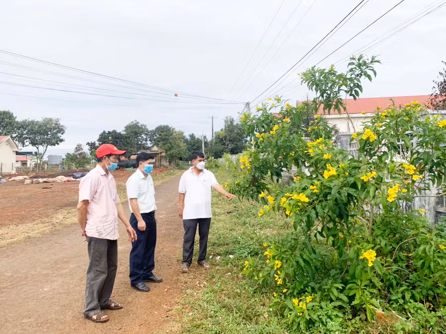 Hơn 1.000 cây hoàng liên trồng từ năm 2020 tại các tuyến đường và khu vực công cộng của xã Ia Drăng đã nở hoa giúp cho không gian thêm tươi mới. Ảnh: Nhật Hào