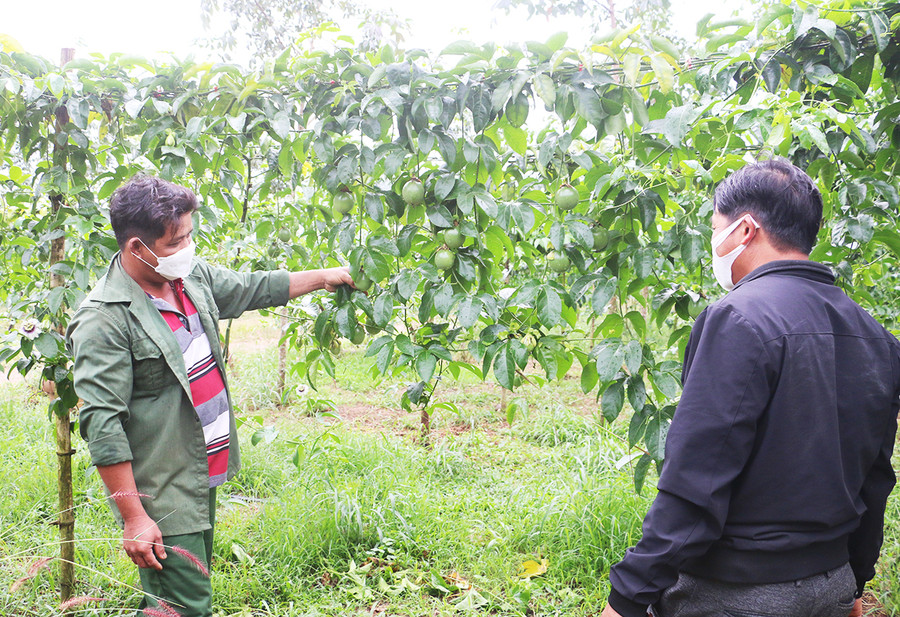 Vườn chanh dây của anh Trần Tấn Thành (làng O Pếch, xã Ia Pếch, huyện Ia Grai) cho thu nhập khá cao. Ảnh: Quang Tấn