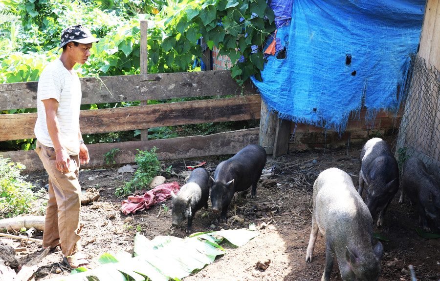 Mô hình nuôi heo đen bản địa được nhiều hộ dân làng Kon Lôk 1 (xã Đak Rong) lựa chọn để phát triển kinh tế. Ảnh: Minh Phương